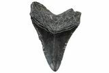 Fossil Megalodon Tooth - South Carolina #306283-1